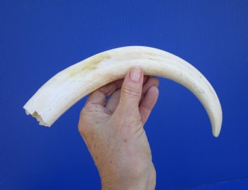 11-3/4 inches Huge Warthog Tusk for Carving, 8.1 ounces <font color=red>8-1/4 inches Solid</font> - Buy for $69.99