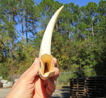 11-3/4 inches Huge Warthog Tusk for Carving, 8.1 ounces <font color=red>8-1/4 inches Solid</font> - Buy for $69.99
