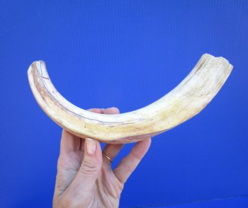11 inches Huge Warthog Tusk for Carving, 8.1 ounces <font color=red>8-3/4 inches Solid</font> - Buy for $69.99