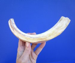 11 inches Huge Warthog Tusk for Carving, 8.1 ounces <font color=red>8-3/4 inches Solid</font> - Buy for $69.99