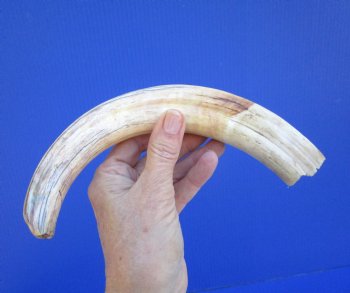 11 inches Huge Warthog Tusk for Carving, 8.1 ounces <font color=red>8-3/4 inches Solid</font> - Buy for $69.99