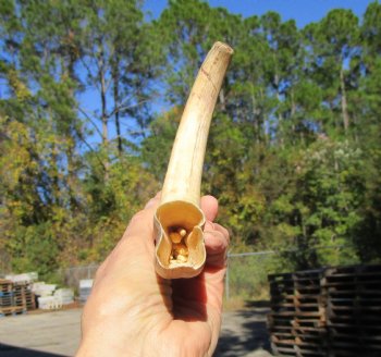 11 inches Huge Warthog Tusk for Carving, 8.1 ounces <font color=red>8-3/4 inches Solid</font> - Buy for $69.99