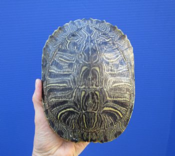 7-1/8 by 5-1/2 inches Red Eared Slider Turtle Shell - Buy this one for $23.99