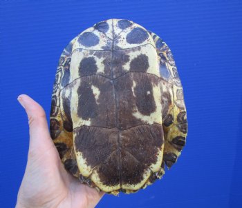 7-1/8 by 5-1/2 inches Red Eared Slider Turtle Shell - Buy this one for $23.99