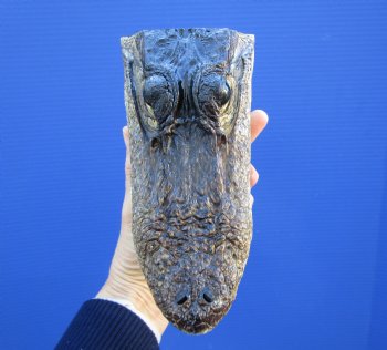 7-1/4 inches Small Taxidermy Alligator Head Souvenir - Buy this one for $14.99