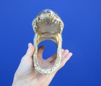 7-1/4 inches Small Taxidermy Alligator Head Souvenir - Buy this one for $14.99