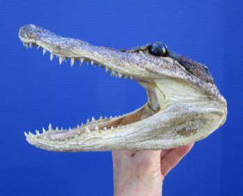 7-1/4 inches Small Taxidermy Alligator Head Souvenir - Buy this one for $14.99