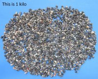 Tiny Dove Shells, Nassa Columbella - Case: 20 kilos @ $4.50 a kilo 