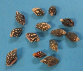 Tiny Dove Shells, Nassa Columbella - Case: 20 kilos @ $4.50 a kilo 