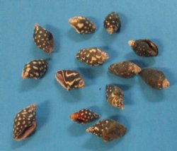 Tiny Dove Shells, N...