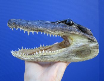 7-1/4 inches Small Taxidermy Alligator Head Souvenir - Buy this one for $14.99