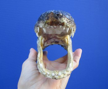 7-1/4 inches Small Taxidermy Alligator Head Souvenir - Buy this one for $14.99