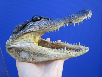 7 inches Small Taxidermy Alligator Head Souvenir - Buy this one for $14.99