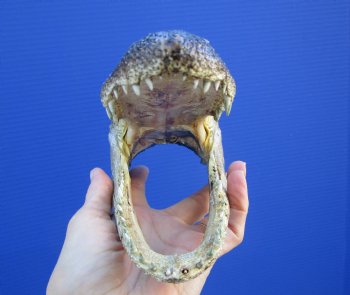 7 inches Small Taxidermy Alligator Head Souvenir - Buy this one for $14.99