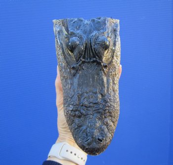 7 inches Small Taxidermy Alligator Head Souvenir - Buy this one for $14.99