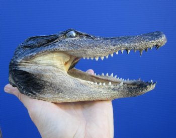 7-1/2 inches Taxidermy Alligator Head Souvenir - Buy this one for $14.99