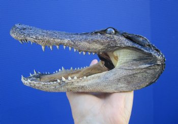7-1/2 inches Taxidermy Alligator Head Souvenir - Buy this one for $14.99
