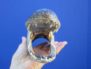 7-1/2 inches Taxidermy Alligator Head Souvenir - Buy this one for $14.99