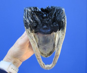7-1/2 inches Taxidermy Alligator Head Souvenir - Buy this one for $14.99