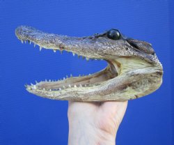 7 inches Taxidermy ...