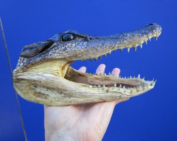 7 inches Taxidermy Alligator Head Souvenir - Buy this one for $14.99