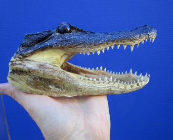 7-1/8 inches Taxidermy Alligator Head Souvenir - Buy this one for $14.99