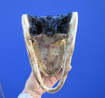 7-1/8 inches Taxidermy Alligator Head Souvenir - Buy this one for $14.99