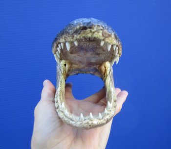 7-1/8 inches Taxidermy Alligator Head Souvenir - Buy this one for $14.99