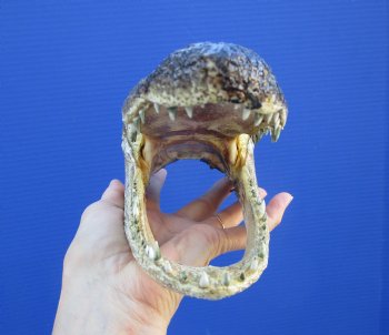 8-1/4 inches American Alligator Head from 5 foot Gator - Buy this one for $19.99