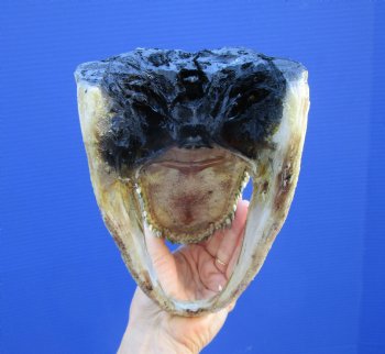 8-1/4 inches American Alligator Head from 5 foot Gator - Buy this one for $19.99