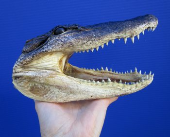 8 inches American Alligator Head from 5 foot Gator - Buy this one for $19.99