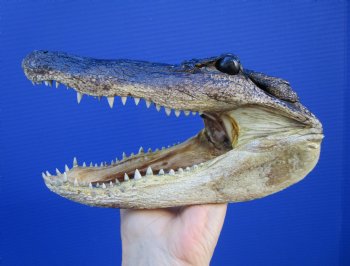 8 inches American Alligator Head from 5 foot Gator - Buy this one for $19.99