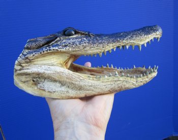 8-1/8 inches American Alligator Head from 5 foot Gator - Buy this one for $19.99