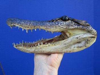 8-1/8 inches American Alligator Head from 5 foot Gator - Buy this one for $19.99