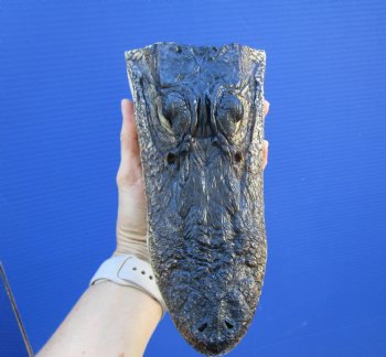8-1/8 inches American Alligator Head from 5 foot Gator - Buy this one for $19.99