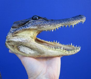 8 inches American Alligator Head from 5 foot Gator - Buy this one for $19.99