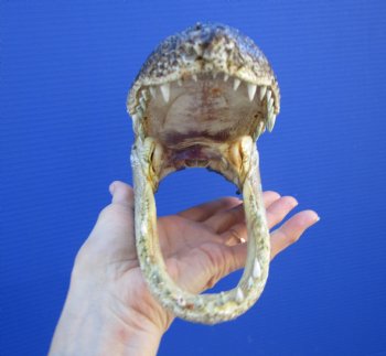 8 inches American Alligator Head from 5 foot Gator - Buy this one for $19.99