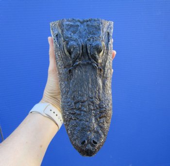 8 inches American Alligator Head from 5 foot Gator - Buy this one for $19.99