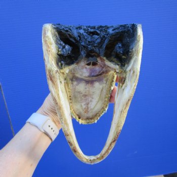 8 inches American Alligator Head from 5 foot Gator - Buy this one for $19.99