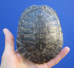 4-3/4 by 3-7/8 inches Red Eared Slider Turtle Shell - Buy this one for $17.99