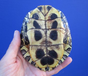 4-3/4 by 3-7/8 inches Red Eared Slider Turtle Shell - Buy this one for $17.99