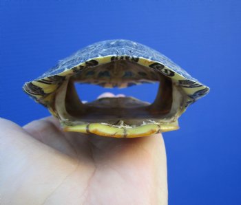 4-3/4 by 3-7/8 inches Red Eared Slider Turtle Shell - Buy this one for $17.99
