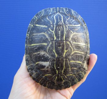 4-3/8 by 3-1/2 inches Red Eared Slider Turtle Shell - Buy this one for $17.99