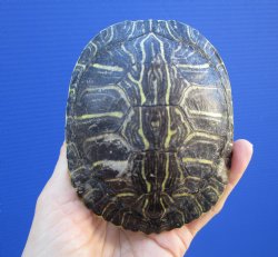 4-3/8 by 3-1/2 inches Red Eared Slider Turtle Shell - Buy this one for $17.99