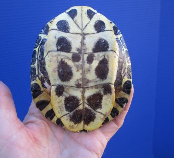 4-3/8 by 3-1/2 inches Red Eared Slider Turtle Shell - Buy this one for $17.99