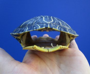 4-3/8 by 3-1/2 inches Red Eared Slider Turtle Shell - Buy this one for $17.99