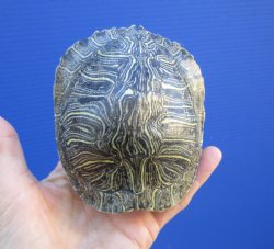 4-1/2 by 3-7/8 inches Red Eared Slider Turtle Shell - Buy this one for $17.99