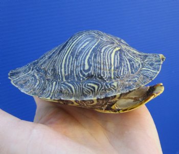4-1/2 by 3-7/8 inches Red Eared Slider Turtle Shell - Buy this one for $17.99