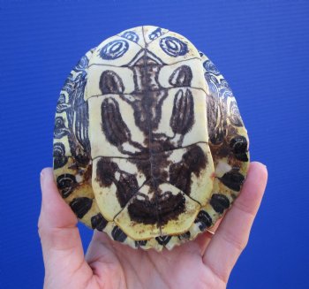 4-1/2 by 3-7/8 inches Red Eared Slider Turtle Shell - Buy this one for $17.99