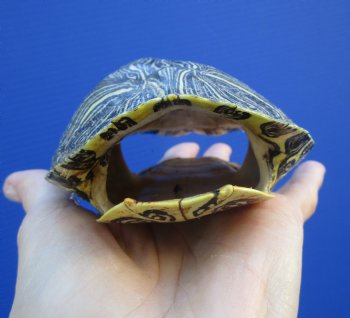 4-1/2 by 3-7/8 inches Red Eared Slider Turtle Shell - Buy this one for $17.99